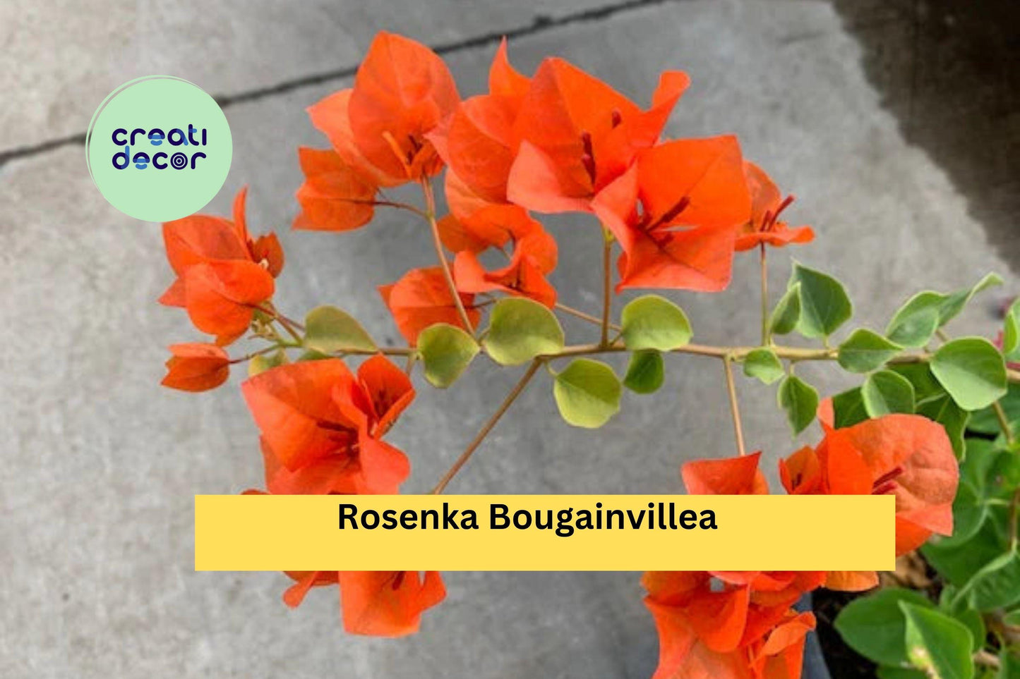Rosenka Bougainvillea | Live Rooted Starter Plant | Compact Tropical Flowering Vine with Peach to Pink Bracts for Garden & Containers