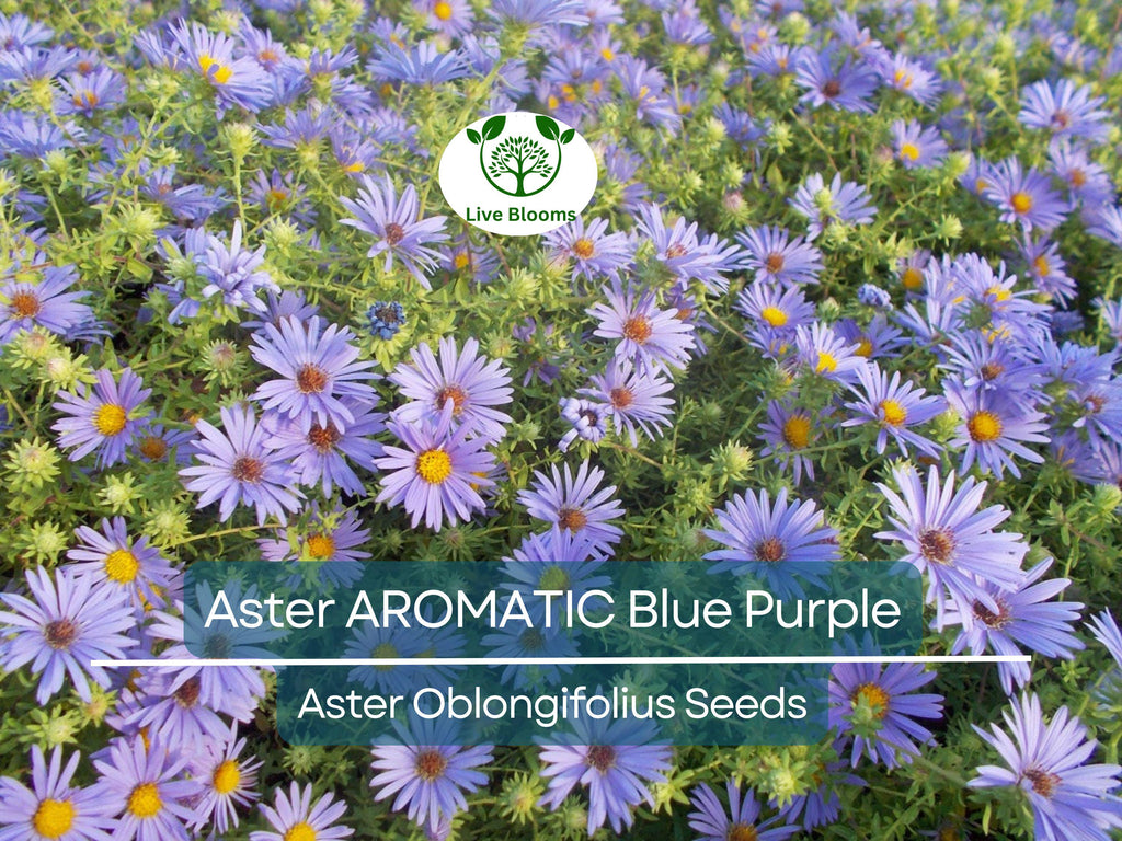 100 Aster AROMATIC Blue Purple Perennial Seeds, Heirloom, Fall Blooms, Non-GMO, Fragrant, Hardy, Garden Flowers