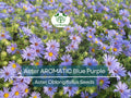 100 Aster AROMATIC Blue Purple Perennial Seeds, Heirloom, Fall Blooms, Non-GMO, Fragrant, Hardy, Garden Flowers