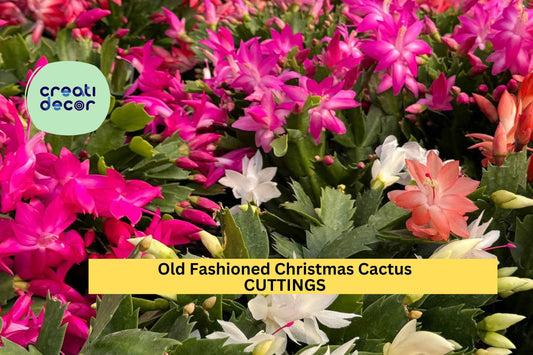 5 Old Fashioned Christmas Cactus Cuttings | Schlumbergera Bridgesii | Heirloom Holiday Cactus Starter | Easy Indoor Houseplant