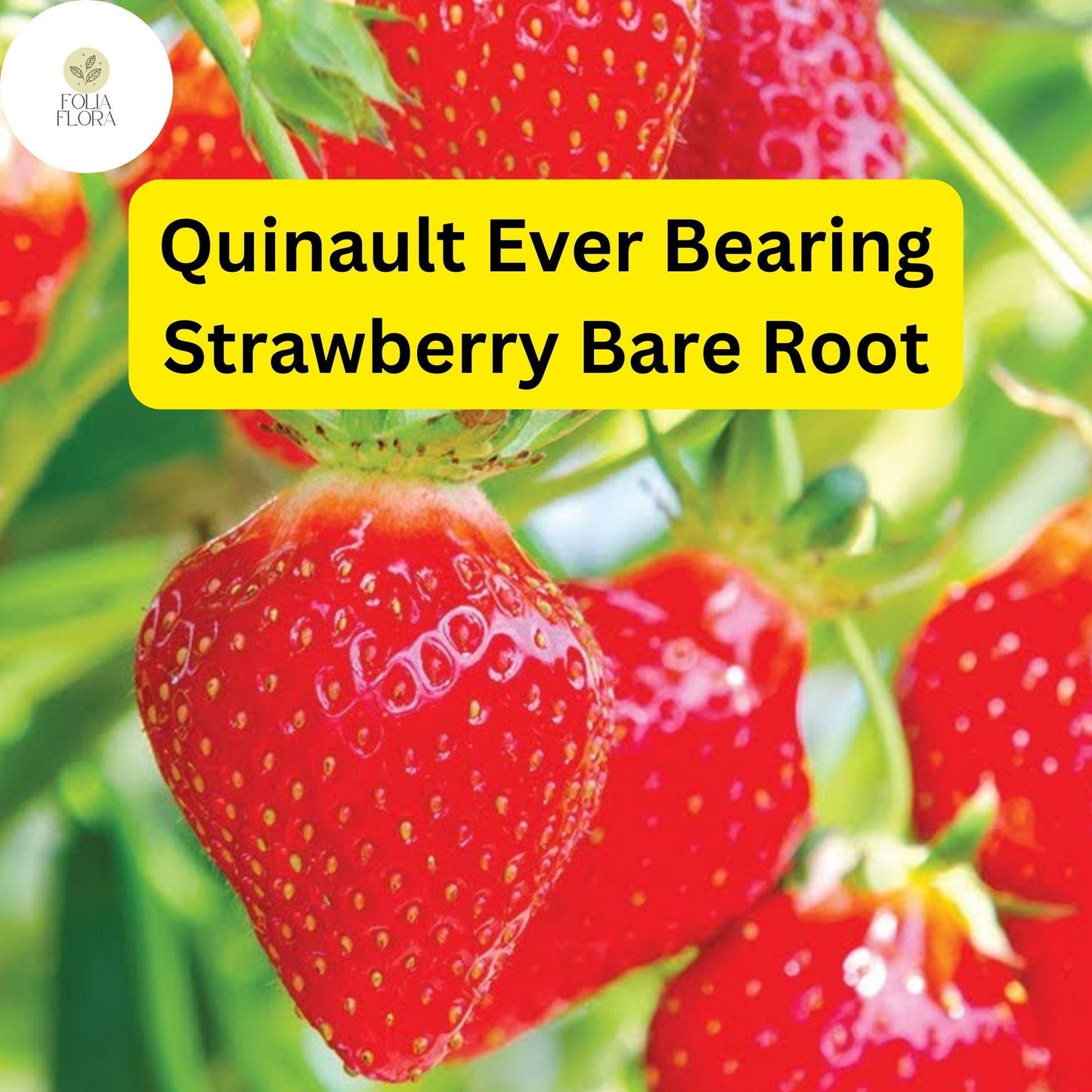 Quinault Ever Bearing Strawberry Plants - 25 Bare-Root Plants for Continuous Harvest