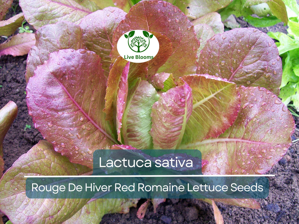 700 Seeds Rouge De Hiver Red Romaine Lettuce (Lactuca sativa) for Planting – Heirloom, Cold-Hardy, Red Leaf Lettuce