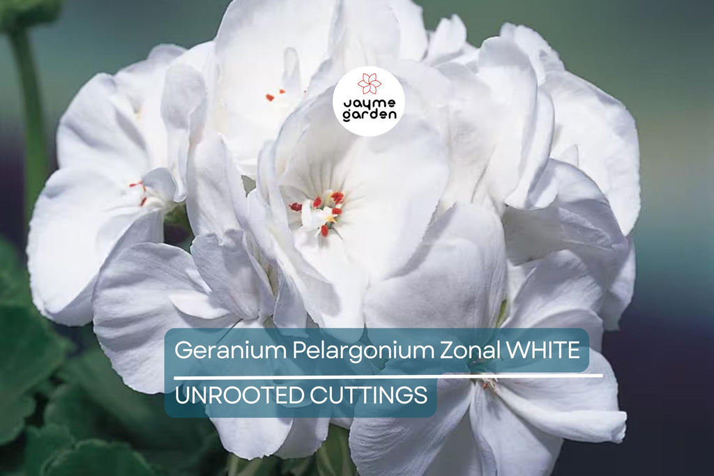 White Zonal Geranium Cuttings - 6" Unrooted Live Plant, Fast-Growing, Flowering Perennial for Outdoor Gardens, USDA Zones 10-11