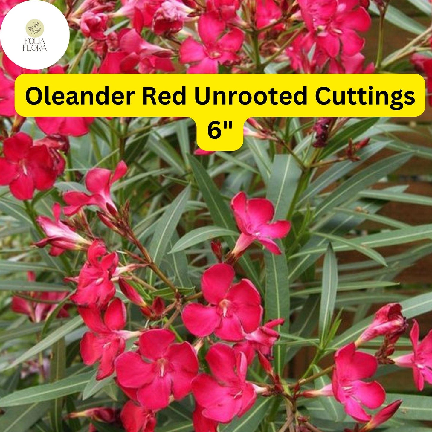Oleander Red | 7 Live 6” Unrooted Cuttings | Flowering Shrub | Drought-Tolerant, Fast-Growing, Evergreen, Ornamental Hedge Plant
