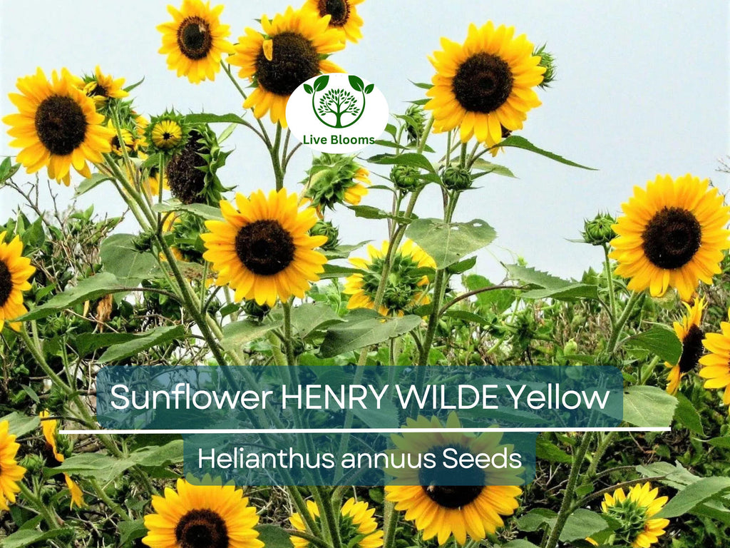 100 Seeds Sunflower HENRY WILDE Yellow (Helianthus annuus), Multiple Blooms, Attracts Birds, Bees & Butterflies, Perfect for Garden, Non-GMO