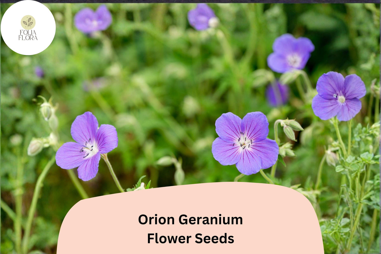 25+ Orion Geranium Seeds | Hardy Perennial | Violet-Purple Blooms for Garden Borders & Pollinator Gardens
