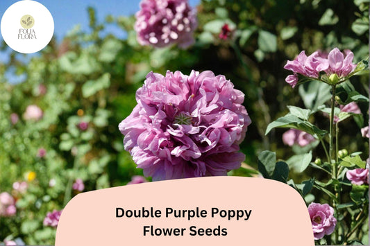 200+ Double Purple Poppy Seeds for Garden Planting – Frilled Violet Blooms, Easy to Grow Flowers