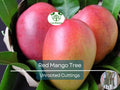 5 RED MANGO Fruit Tree Scion Unrooted Cuttings for Rooting or Grafting - Mangifera indica, Tropical Fruit, Sweet Red Mango