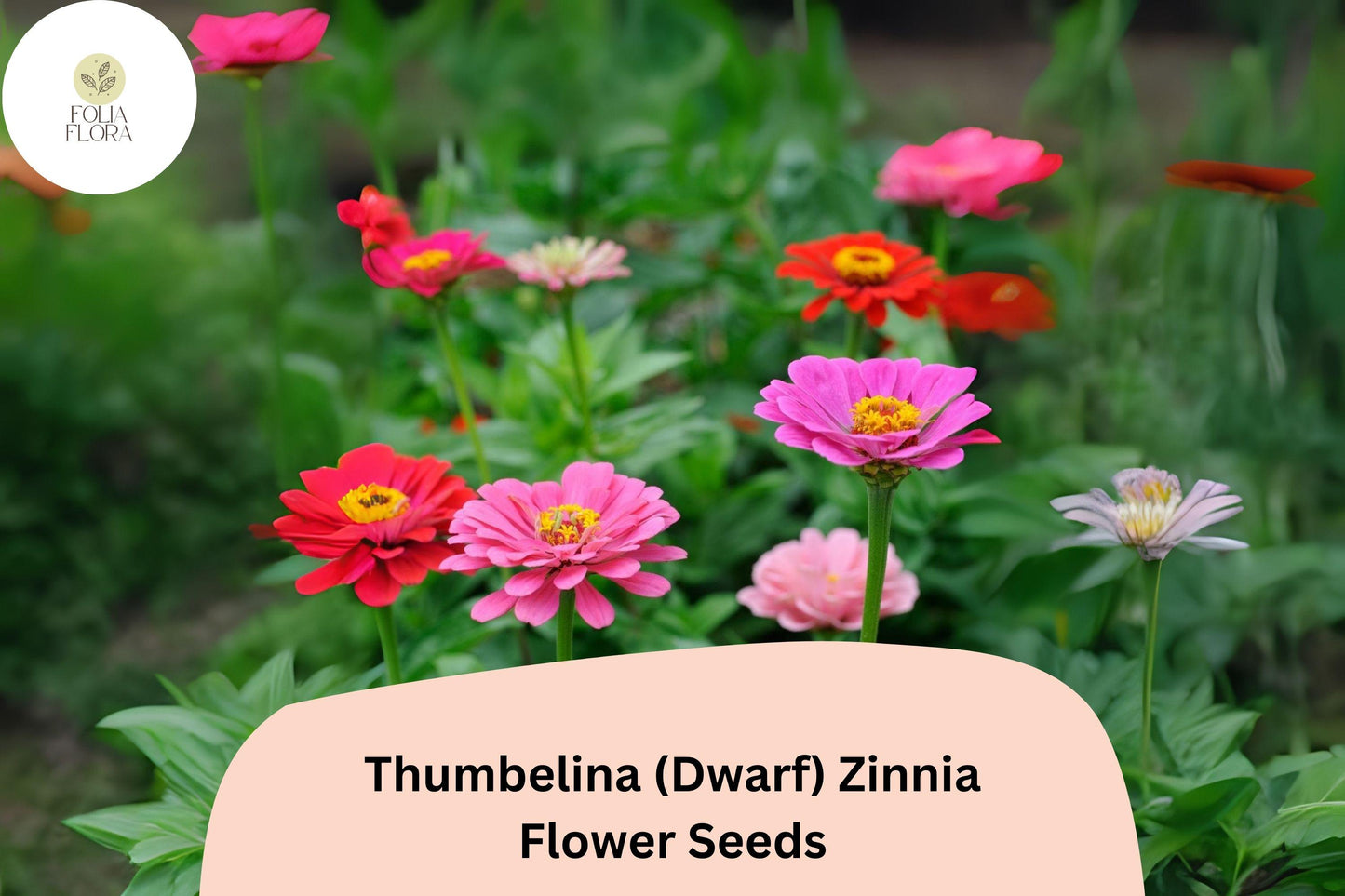 100+ Thumbelina Dwarf Zinnia Seeds – Compact Non-GMO Annual Flowers for Garden Planting, Pots & Borders
