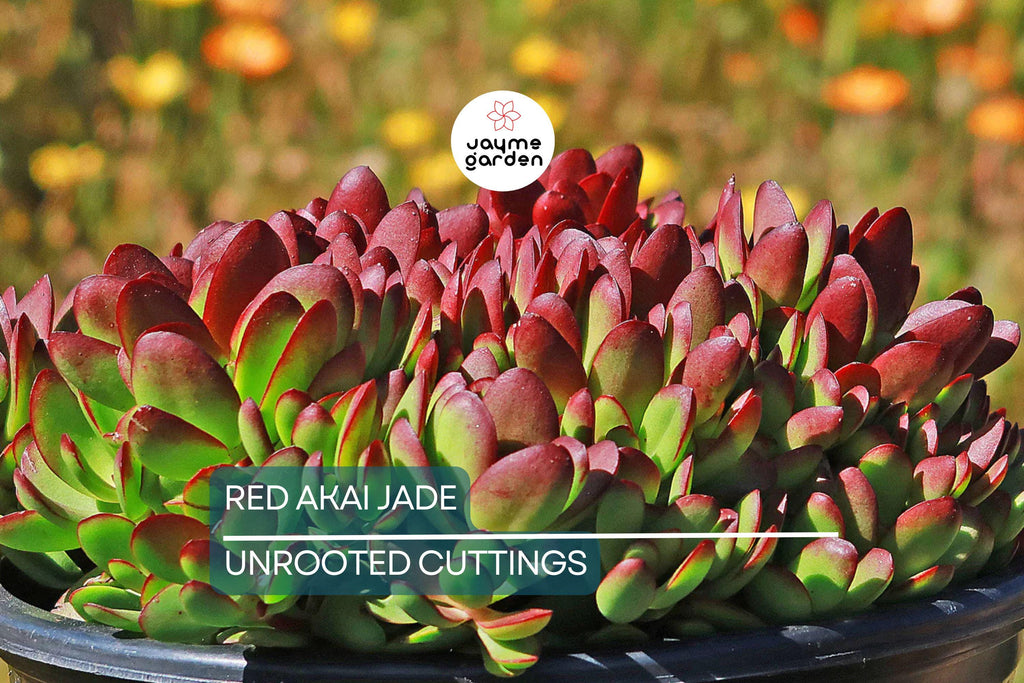 Rare Red Akai Jade Succulent Crassula Ovata Cutting - 5-6" Unrooted, Unique Color, Great for Propagation