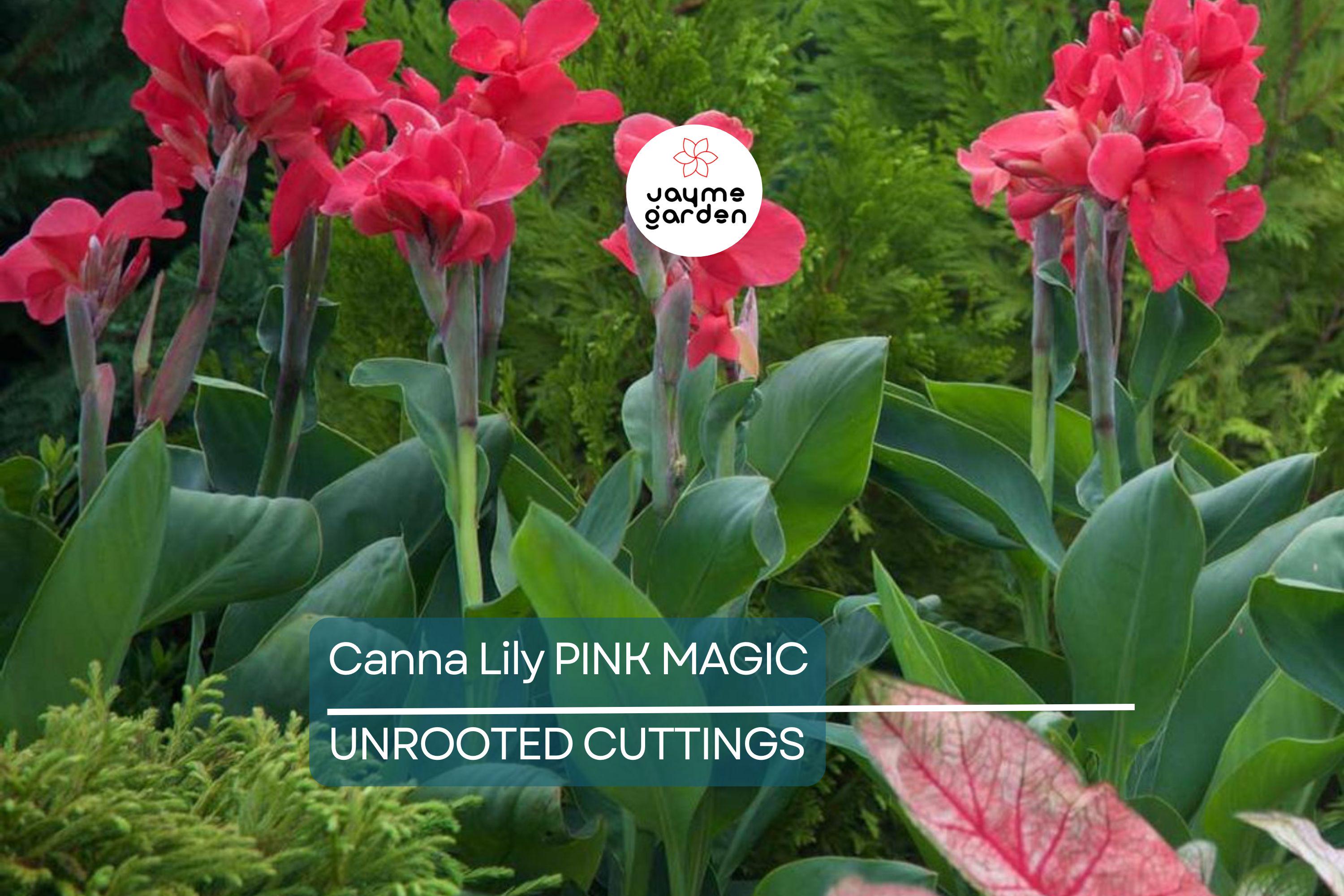 1 Canna Lily Pink Magic Bulb - Dwarf Tropical Plant, Fast-Growing, Deep Pink Blooms, Perfect for Gardens, USDA Zones 8-11