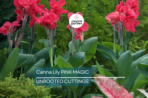 1 Canna Lily Pink Magic Bulb - Dwarf Tropical Plant, Fast-Growing, Deep Pink Blooms, Perfect for Gardens, USDA Zones 8-11
