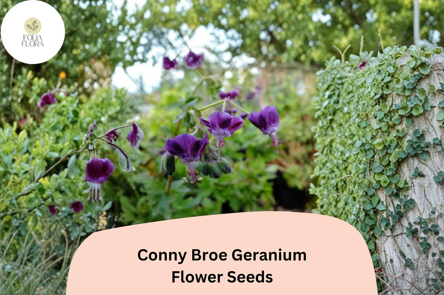 25+ Conny Broe Geranium Seeds | Purple Hardy Cranesbill | Perennial Garden Flower & Ground Cover Plant
