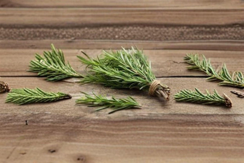 Rosemary – Herb 50 Seeds | Classic Culinary Herb | Evergreen Perennial | Fragrant & Hardy