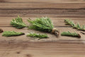 Rosemary – Herb 50 Seeds | Classic Culinary Herb | Evergreen Perennial | Fragrant & Hardy
