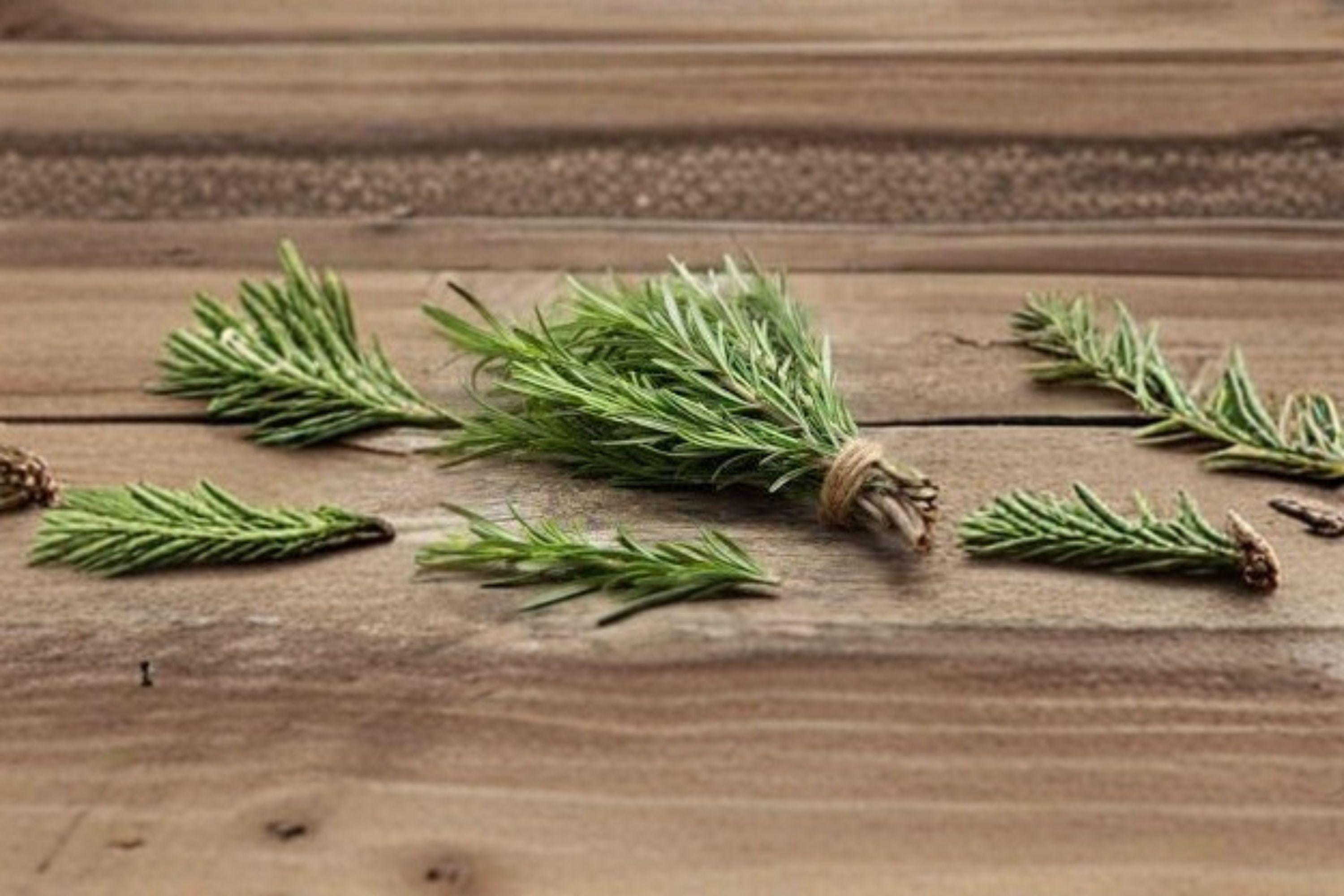Rosemary – Herb 50 Seeds | Classic Culinary Herb | Evergreen Perennial | Fragrant & Hardy
