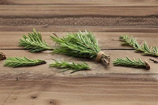 Rosemary – Herb 50 Seeds | Classic Culinary Herb | Evergreen Perennial | Fragrant & Hardy