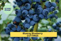 1 Blueray Blueberry Rooted Cutting – One-Year-Old Starter Plant for Garden or Pots – Sweet High-Yield Variety – USA