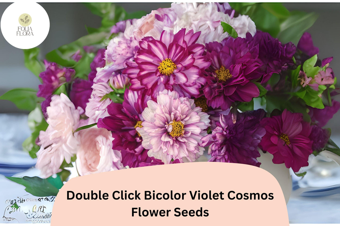 200+ Double Click Bicolor Violet Cosmos Seeds | Cosmos Bipinnatus Purple White Double Flower Seeds