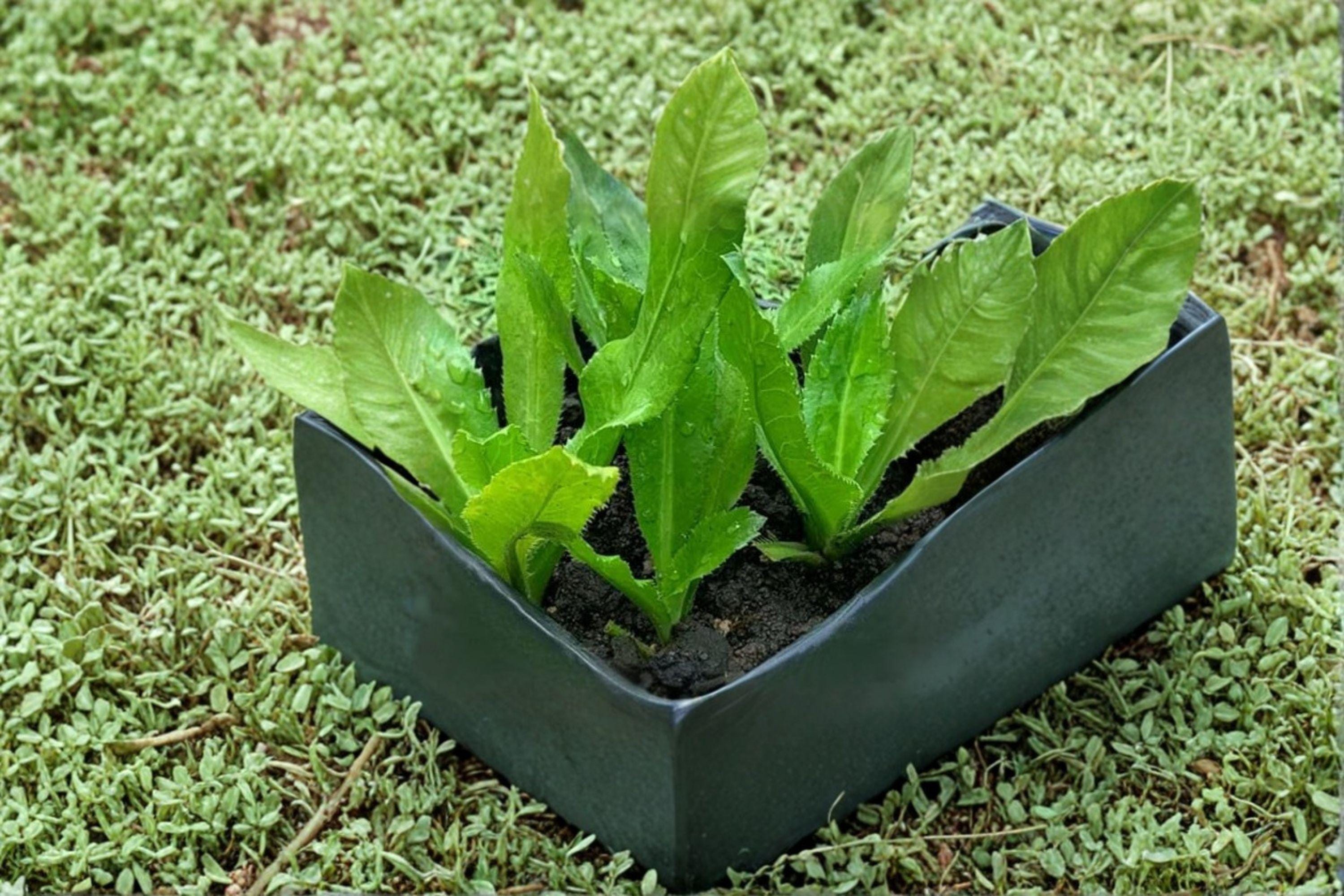 Culantro – Ngo Gai / Vietnamese Recao 100 Seeds | Tropical Culinary Herb | Strong Cilantro Flavor | Essential Asian & Latin Herb