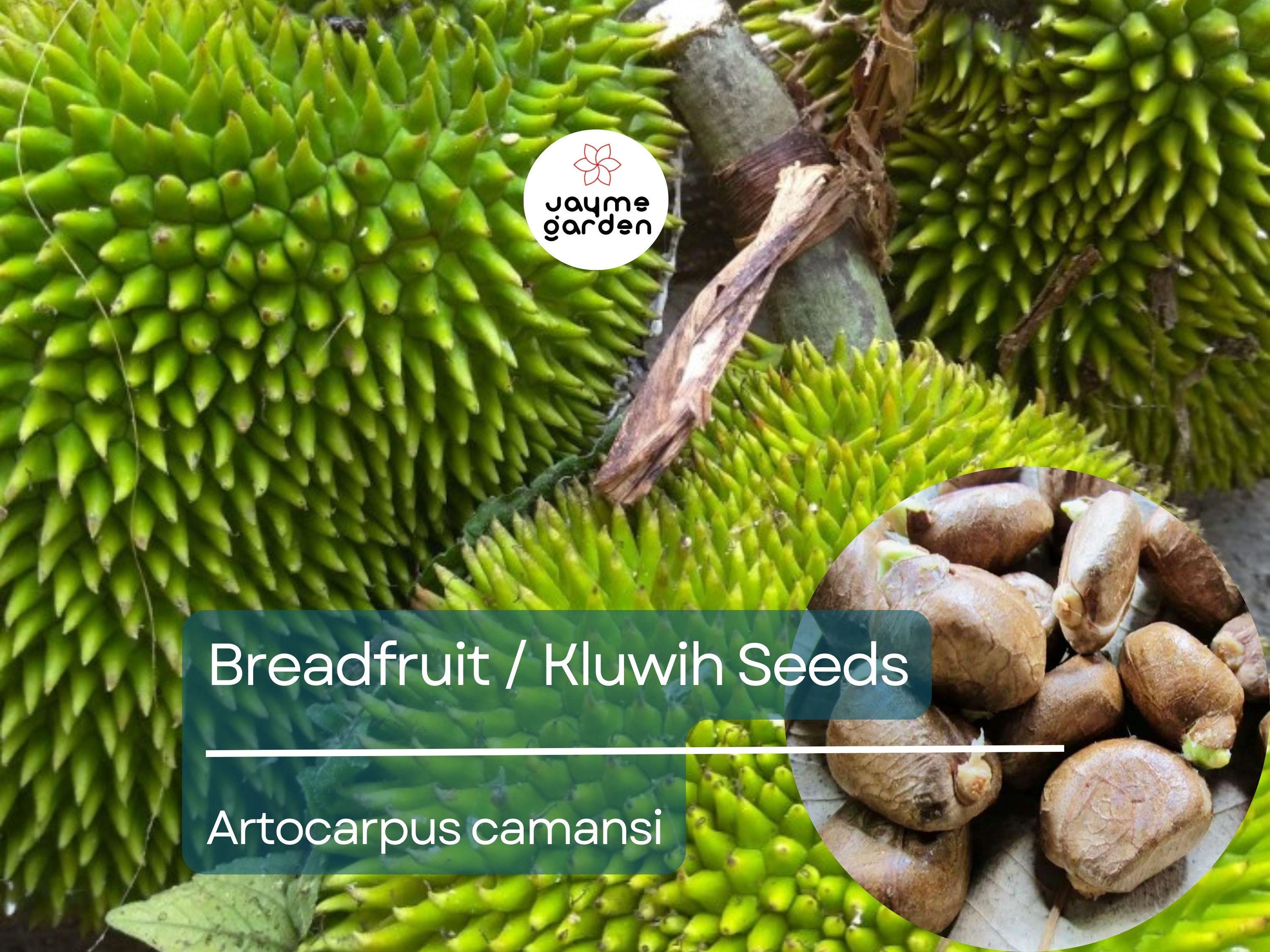 20 Breadfruit Seeds (Artocarpus camansi) - Kluwih Tropical Fruit Seeds for Planting - Grow Nutritious, Exotic Trees for Garden & Orchard