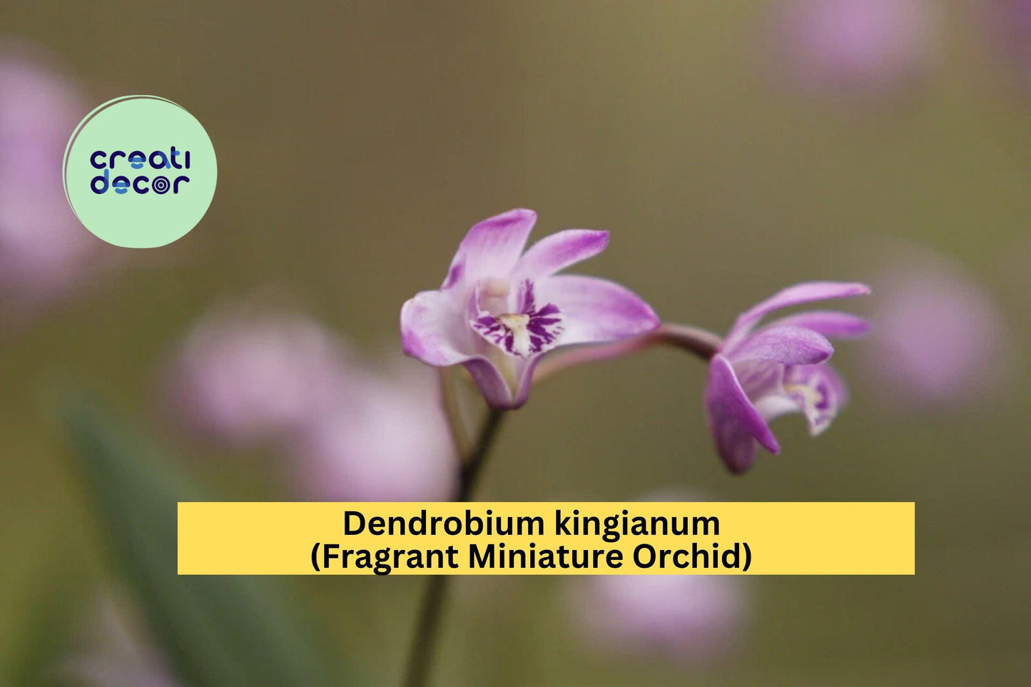 Dendrobium kingianum – Fragrant Miniature Orchid Species – Live Plant with Pink-Purple Blooms, Easy Care Indoor Orchid