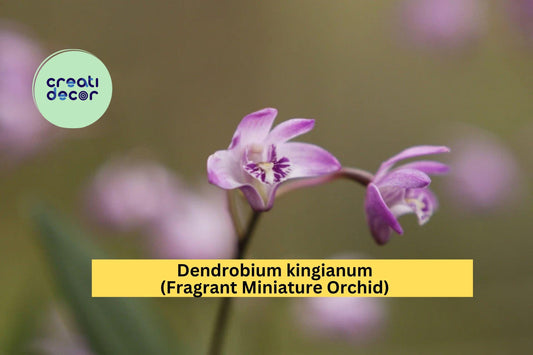 Dendrobium kingianum – Fragrant Miniature Orchid Species – Live Plant with Pink-Purple Blooms, Easy Care Indoor Orchid