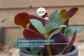 Crassula streyi 'Pondo Cliff' Cutting with 4" Pot & Soil - Succulent Plant, Unique Foliage