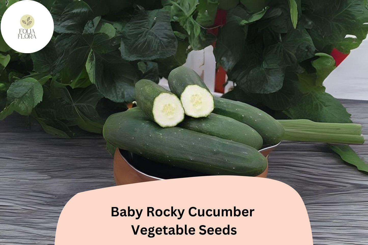 25+ Baby Rocky Cucumber Seeds for Planting | Mini Crisp Cucumbers | Fast Growing Garden Veggie | Rare Compact Variety