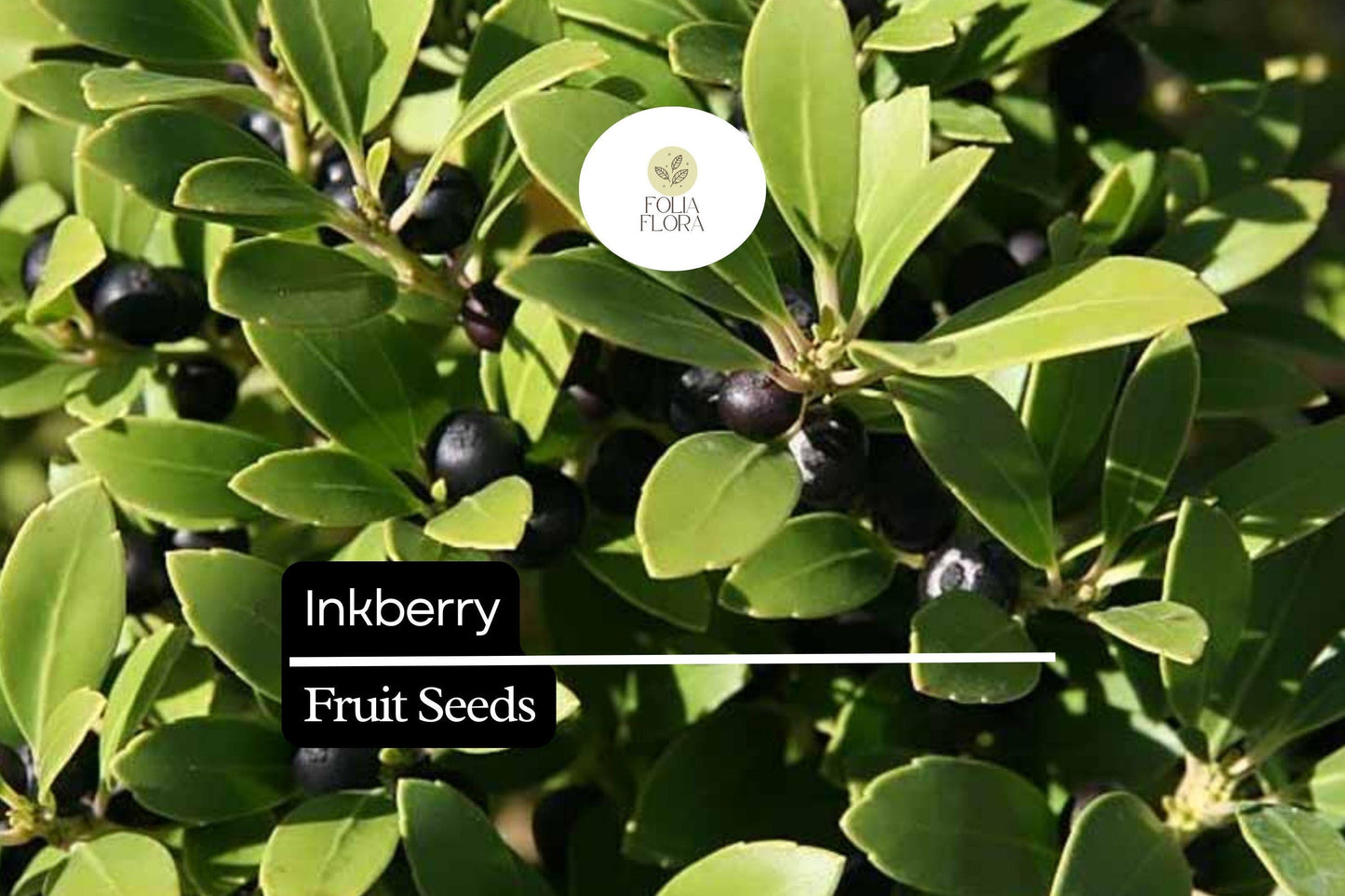 Inkberry Seeds (Ilex glabra) | 25 Seeds | Evergreen Shrub for Wildlife & Year-Round Interest