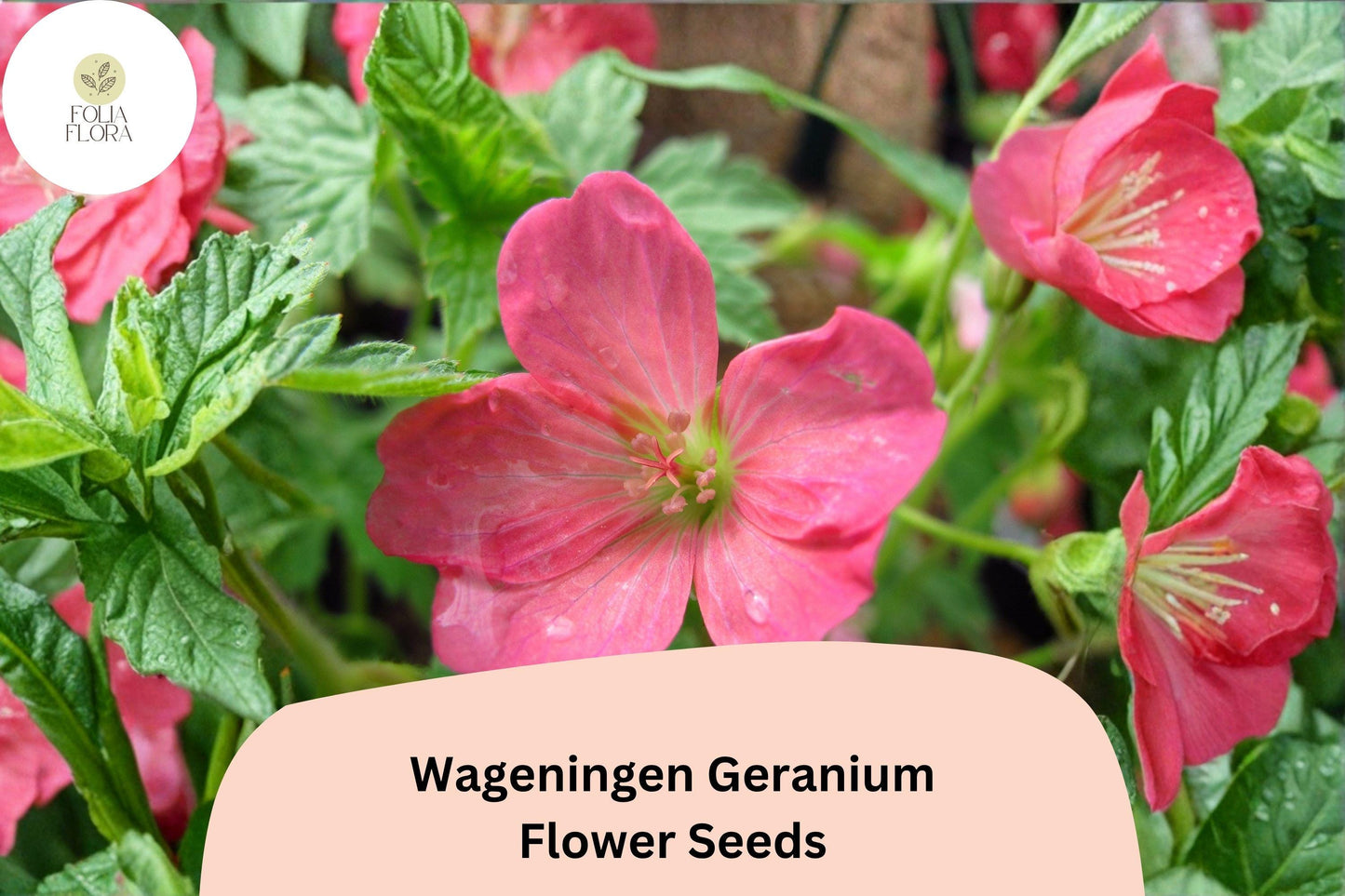 25+ Wageningen Geranium Seeds | Hardy Perennial Cranesbill | Pink Blooms for Garden Beds and Borders