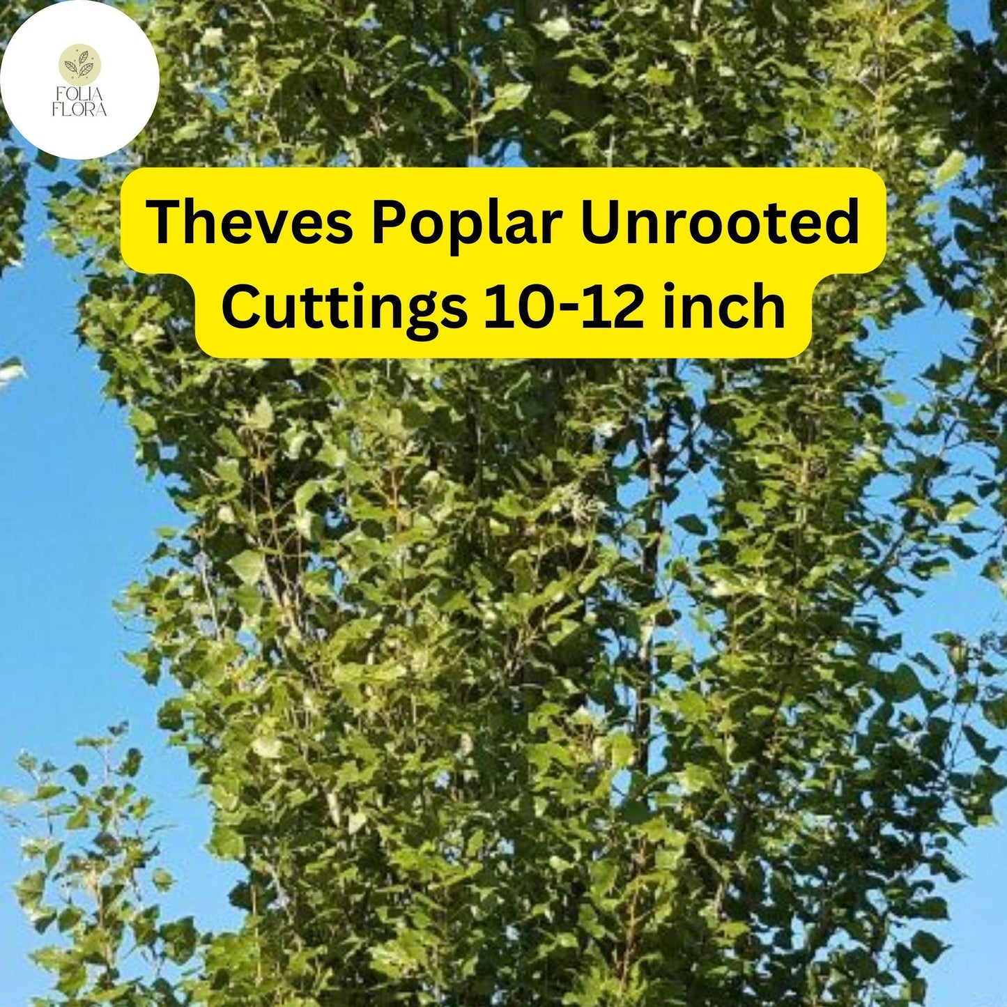 10 Unrooted Cuttings Theves Poplar (Populus nigra ‘Afghanica’) - Easy-to-Root 10-12 Inch
