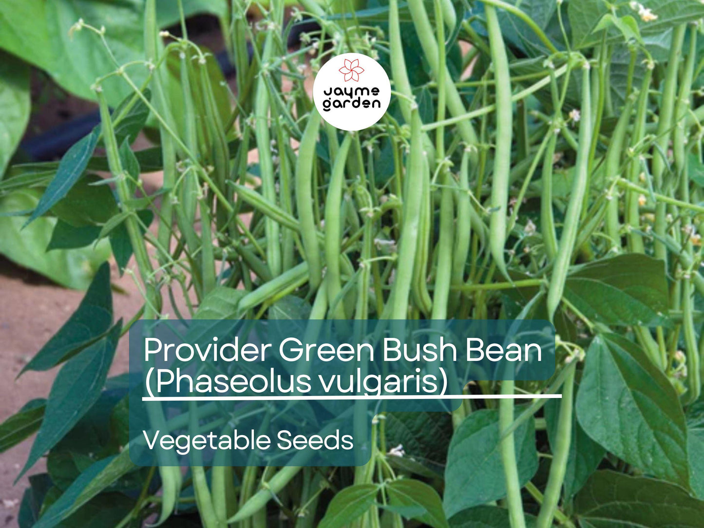 Provider Green Bush Bean 5 Gram Seeds For Planting - Heirloom Non-GMO Variety - High-Yield, Fast-Growing Beans for Garden Beds & Containers