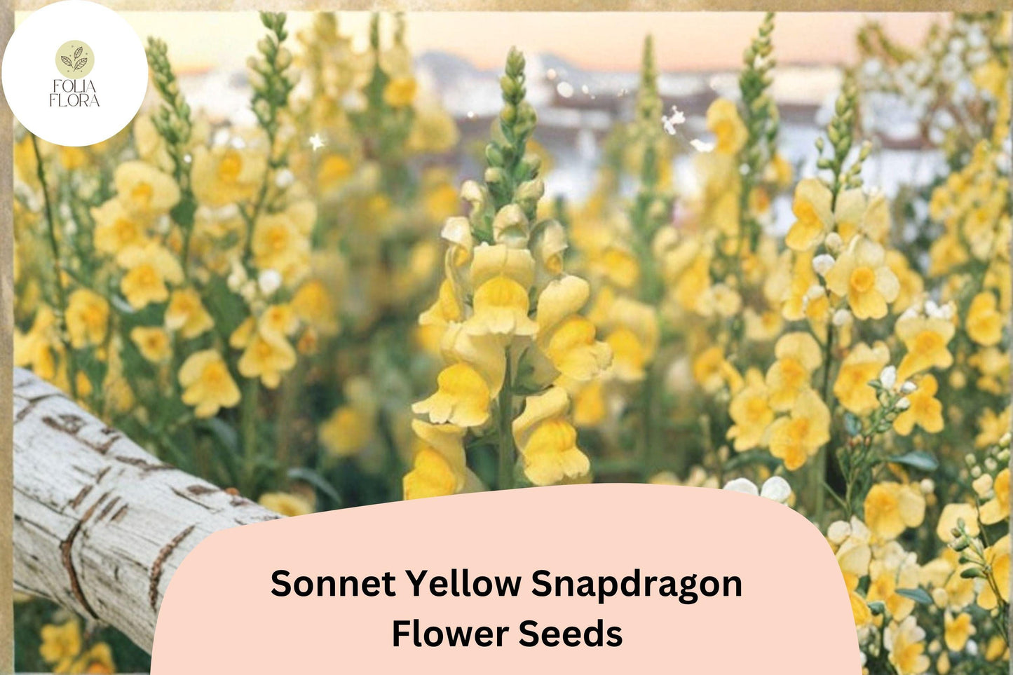 1000+ Sonnet Yellow Snapdragon Seeds | Antirrhinum majus | Bright Yellow Garden Flowers for Beds & Pots