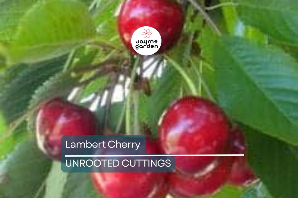 Lambert Cherry Tree Scion Cuttings x3 - Sweet Red Cherries, Great for Fresh Eating & Cooking