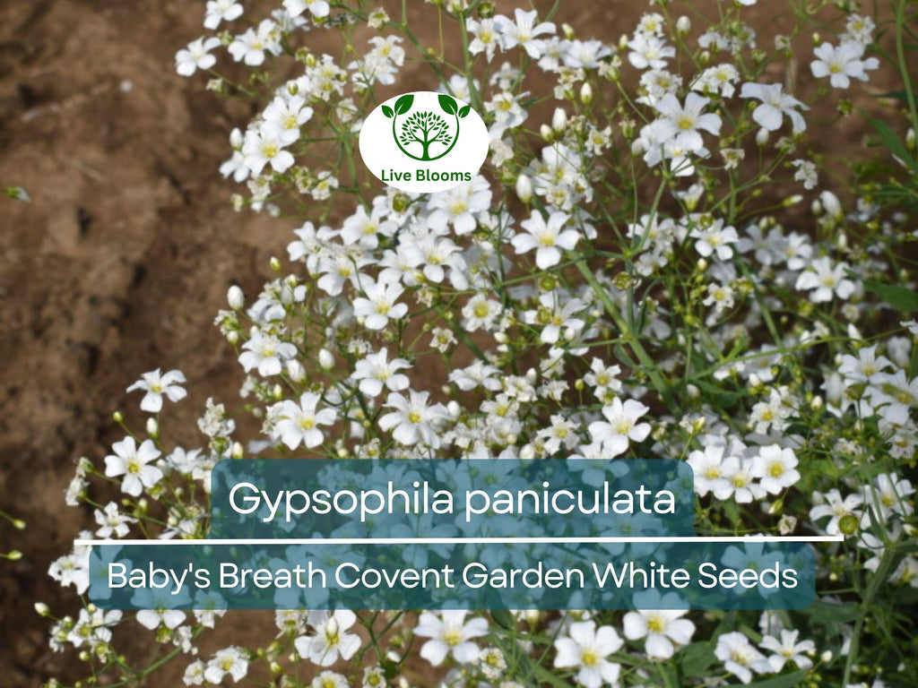 100 Seeds Baby's Breath Covent Garden White (Gypsophila paniculata) - White Flowers for Planting, Wedding, Perennial, Drought Tolerant