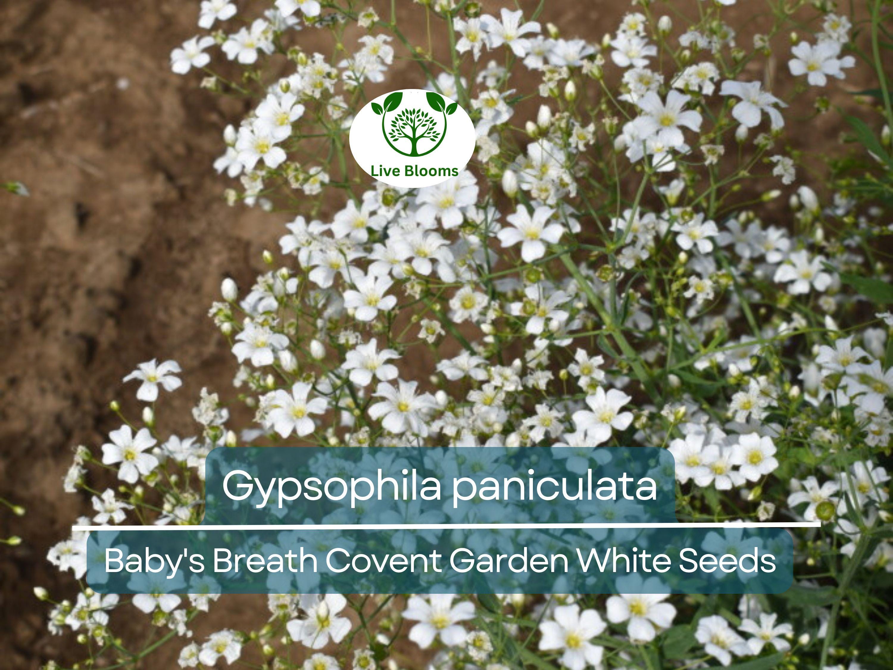 100 Seeds Baby's Breath Covent Garden White (Gypsophila paniculata) - White Flowers for Planting, Wedding, Perennial, Drought Tolerant