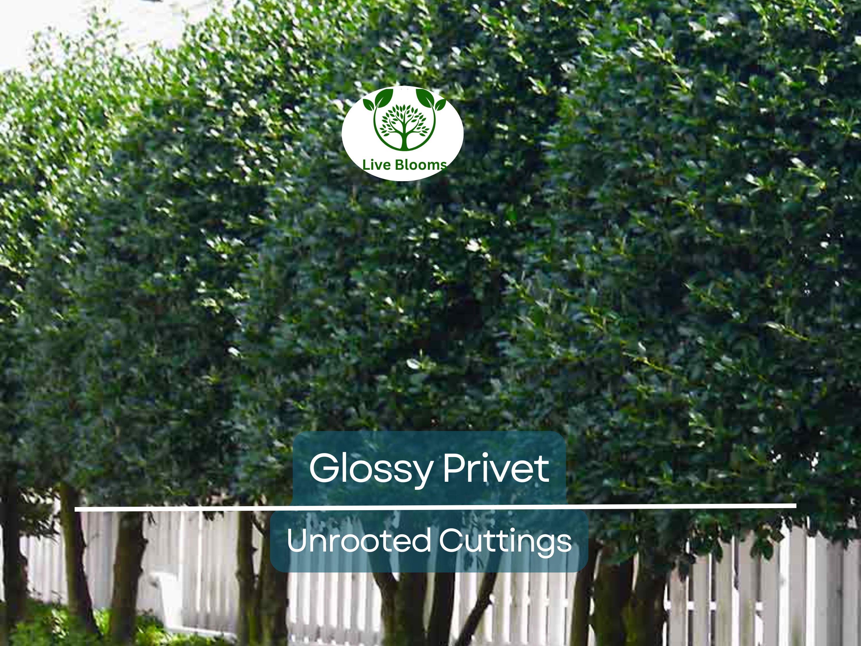 20 Ligustrum Glossy Privet Unrooted Cuttings 8" Evergreen Privacy Hedge Waxleaf, Fast Growing, Dense Shrub for Fencing, Landscape Planting