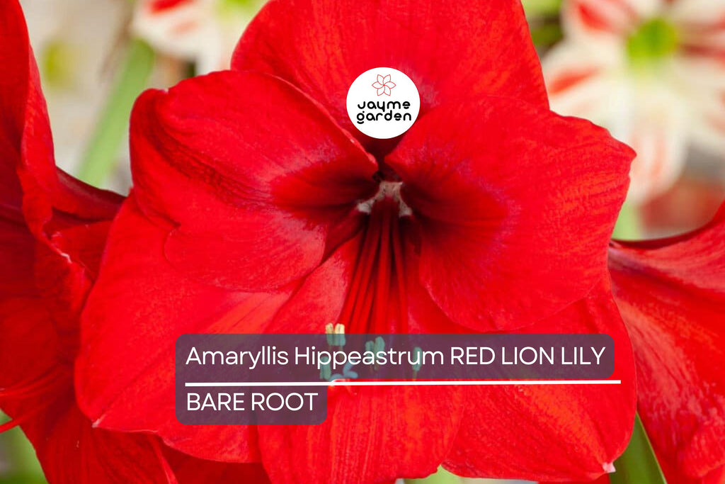 Amaryllis Red Lion Bulb - Award-Winning Large Red Blooms, 24" Tall, Holiday Gift, USDA Zones 8-11, Easy to Grow Indoors or Outdoors