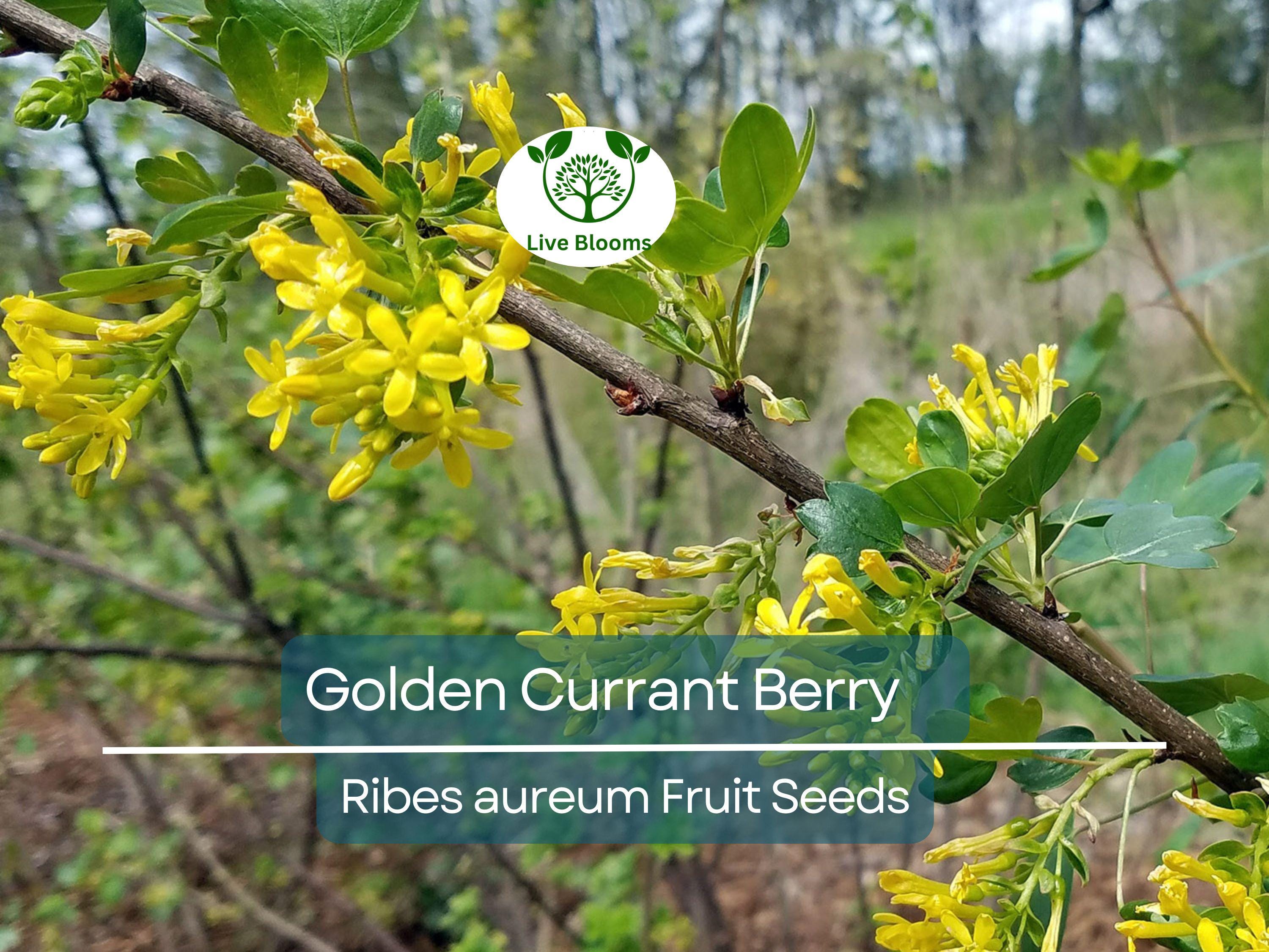 20 Golden Currant Berry Seeds (Ribes aureum), Edible Fruit Bush, Sweet Berries, Native Shrub, Wildlife Friendly, Garden Starter, Easy Grow