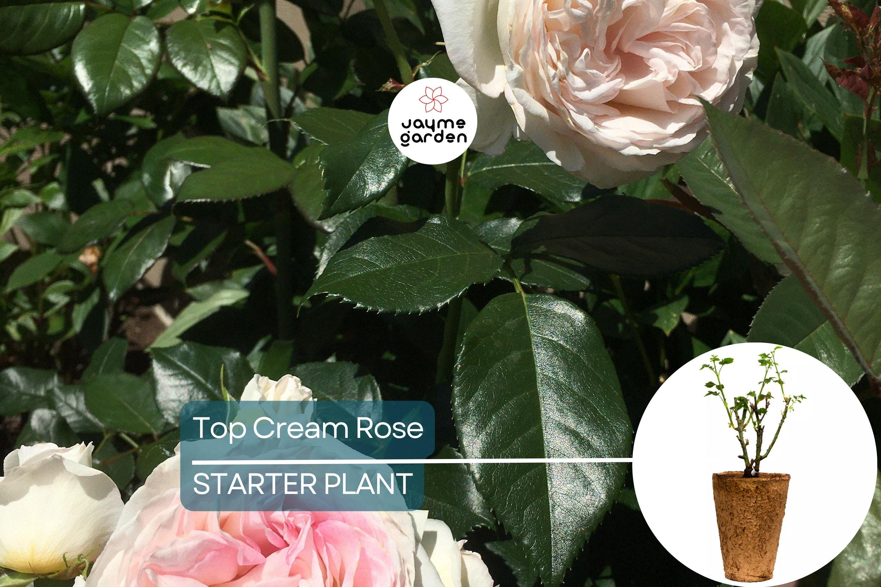 Top Cream™ Rose – 1.5 Gal Pot | Very Fragrant Creamy White Blooms | 100+ Petals | Own Root Hybrid Tea | Hardy Zones 5-10