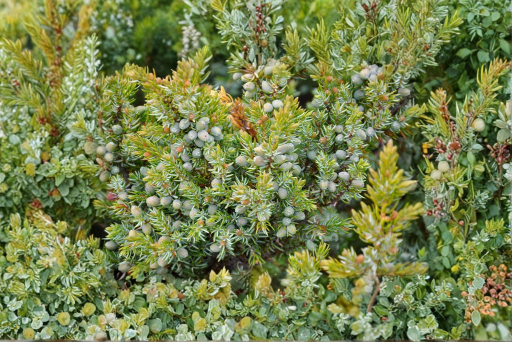Juniperus communis – Common Juniper Seeds | 25 Seeds | Evergreen Conifer Shrub | Aromatic Berry Plant