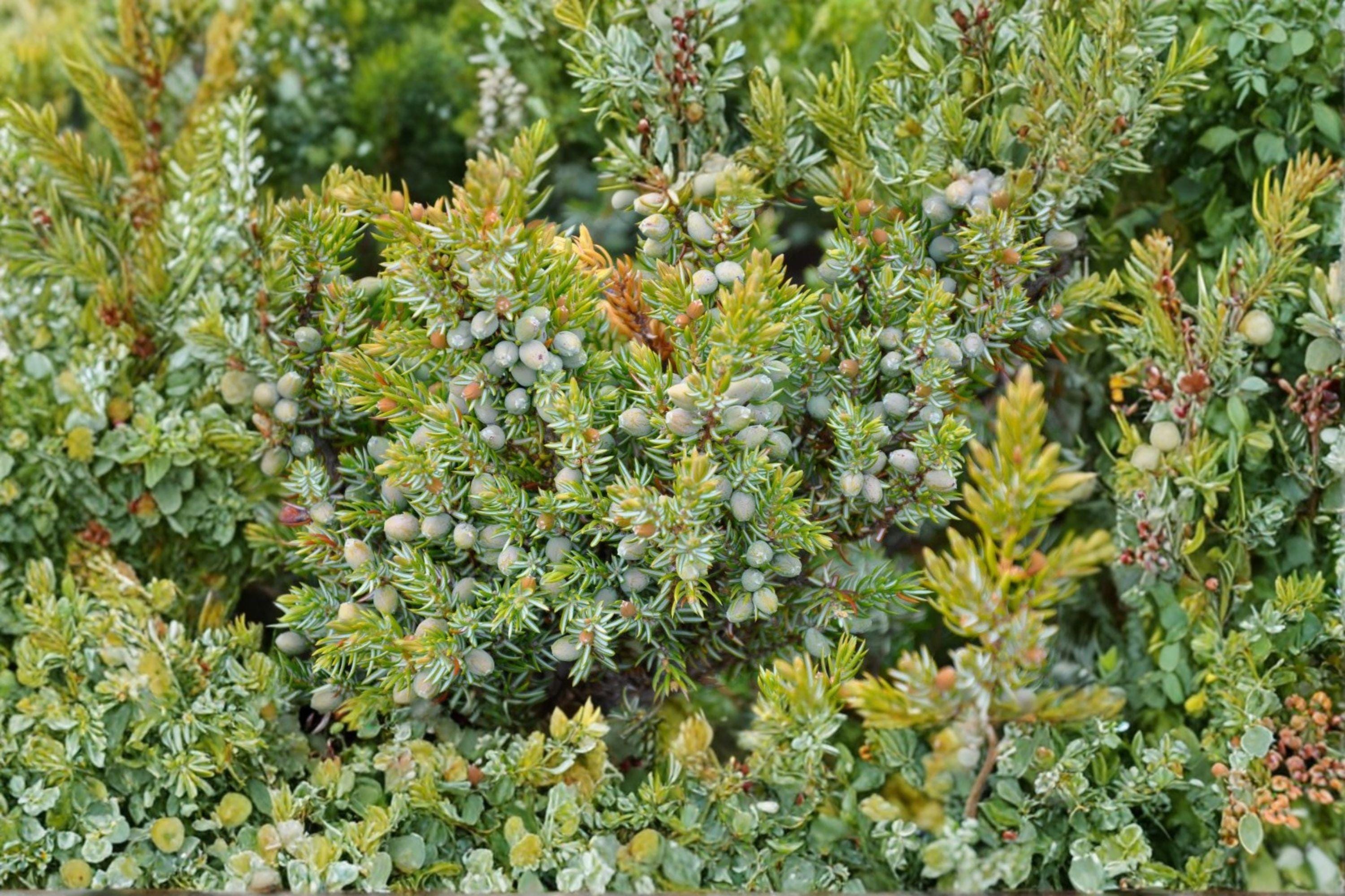 Juniperus communis – Common Juniper Seeds | 25 Seeds | Evergreen Conifer Shrub | Aromatic Berry Plant