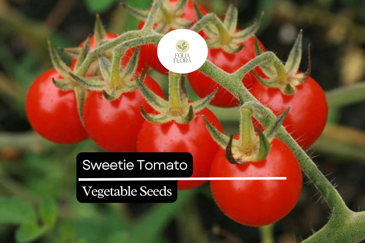 30 Sweetie Tomato Seeds – Solanum lycopersicum – Heirloom, Extra-Sweet Cherry Tomato, High-Yielding, Perfect for Snacking & Salads