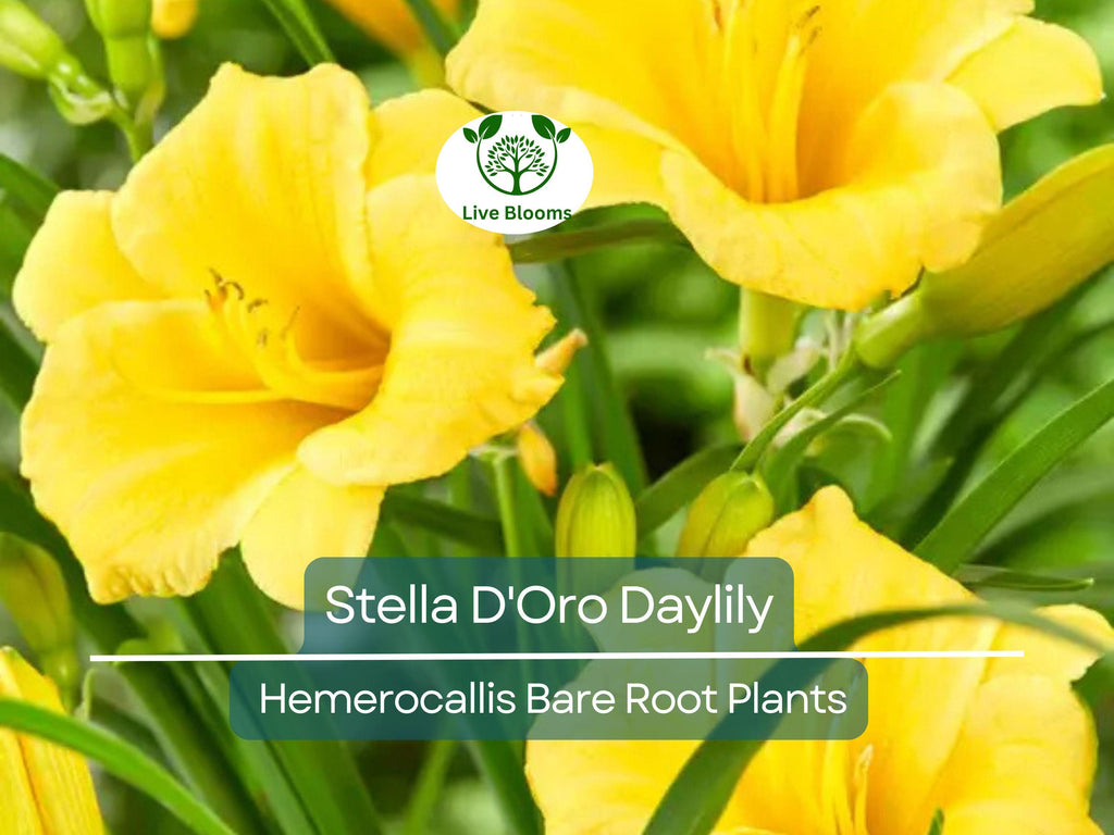 10 Stella D'Oro Daylily Bare Root Plants – Hemerocallis ‘Stella de Oro’ – Mini Border Lily, Hardy Perennial, Long Blooming Yellow