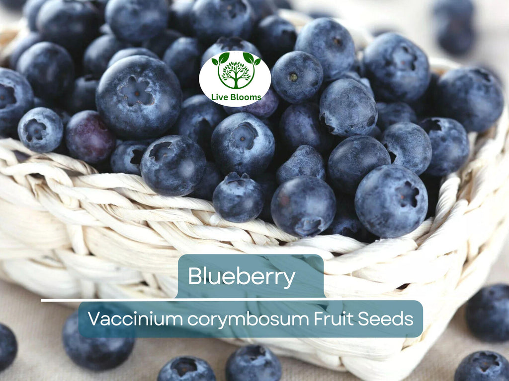 100 Blueberry Seeds - Dwarf Top Hat (Vaccinium corymbosum), Low Bush Variety, Sweet Edible Fruits, Compact, Garden Starter, Easy to Grow
