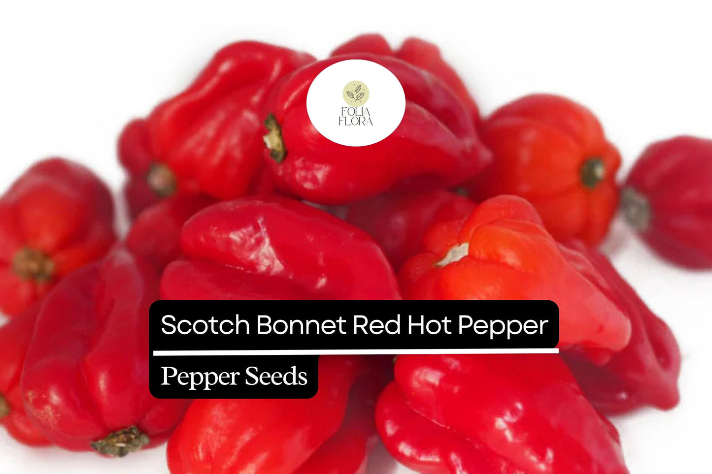 20 Seeds Red Scotch Bonnet Pepper – Capsicum chinense, Spicy Caribbean Chili