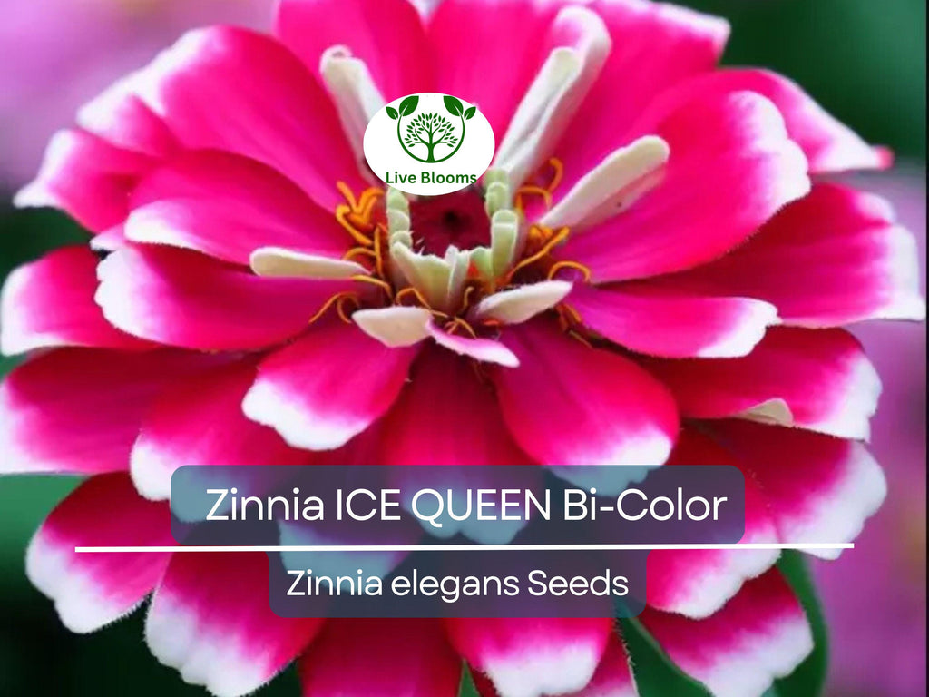 100 Seeds Zinnia ICE QUEEN Bi-Color Pink White Flowers, Attracts Butterflies & Hummingbirds, Non-GMO, Vibrant Garden Blooms, Easy to Grow