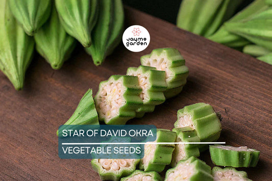 40 Star of David Okra Seeds – Heirloom, Non-GMO, Unique Shape & Flavor | USA Seller, Free Shipping