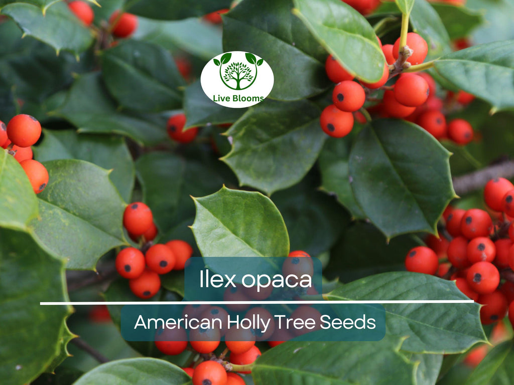 500 mg Seeds Ilex Opaca - American Holly for Planting | Evergreen Native Shrub for Wildlife, Privacy, and Landscaping
